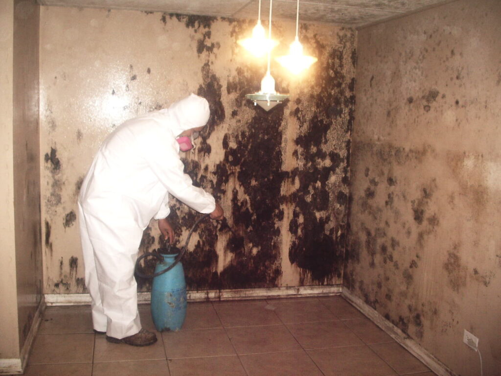 mold inspection cocoa mold testing cocoa